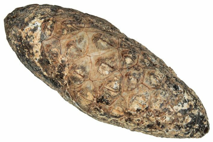 Fossil Cycadophyte Seed Cone - Boujdour, Morocco #349121
